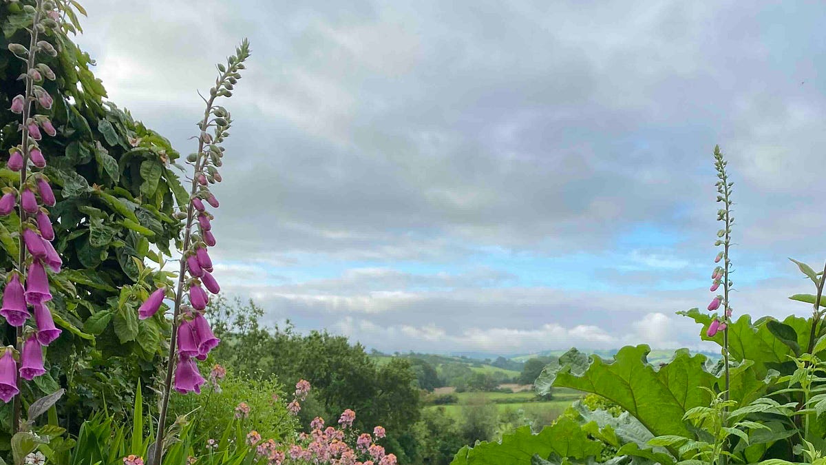 Old fashioned wallflowers - by Clare Foster - Bud to Seed