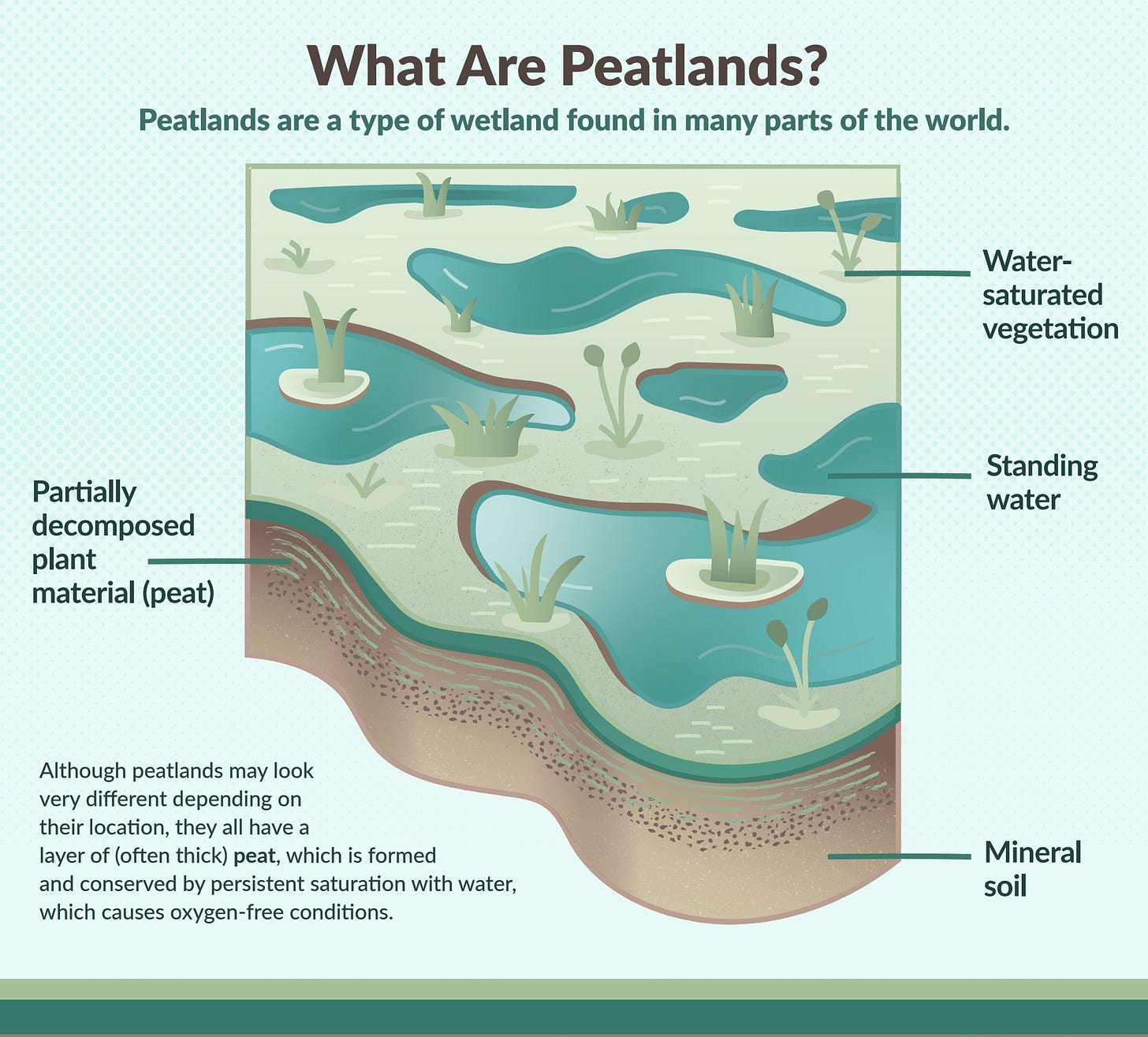 What Are Peatlands? Peatlands are a type of wetland found in many parts of the world. Although peatlands may look very different depending on their location, they all have a layer of (often thick) peat, which is formed and conserved by persistent saturation with water, which causes oxygen-free conditions. What Are Peatlands? Peatlands are a type of wetland found in many parts of the world. Although peatlands may look very different depending on their location, they all have a layer of (often thick) peat, which is formed and conserved by persistent saturation with water, which causes oxygen-free conditions.