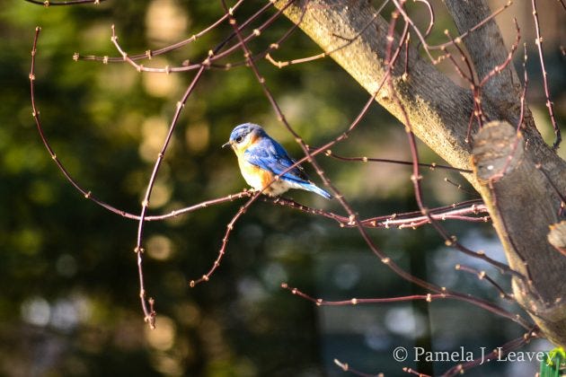 This image has an empty alt attribute; its file name is DSC_0156-630x420.jpg