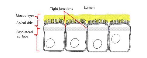 Milk Sugars Keep Gut Cells Together