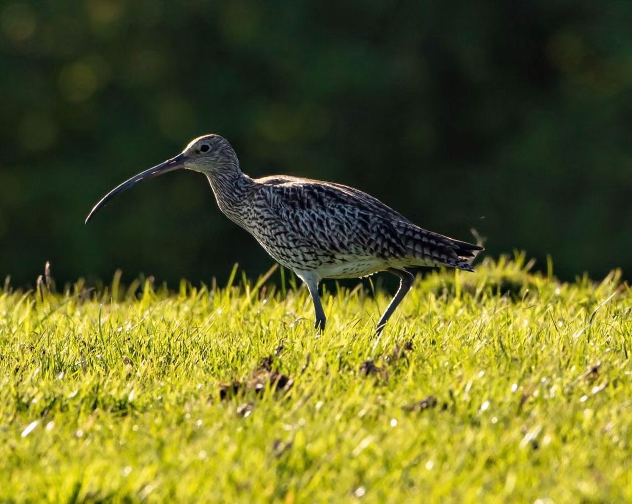 Curlew Populations in the UK have declined by 60% in 25 years. Photograph: John Eveson/Alamy