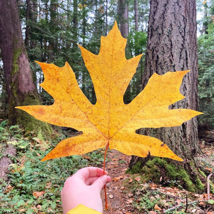 Autumn Evolution - in a forest, my hand holding a huge yellow maple leaf in front of the camera