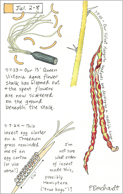 Perpetual Journal, week of Jul. 2-8: Velvet Mesquite Seedpods (2025); Insect Egg Cluster on Threeawn Grass (2024); Queen Victoria Agave Flower Stalk Spent Flowers (2023)