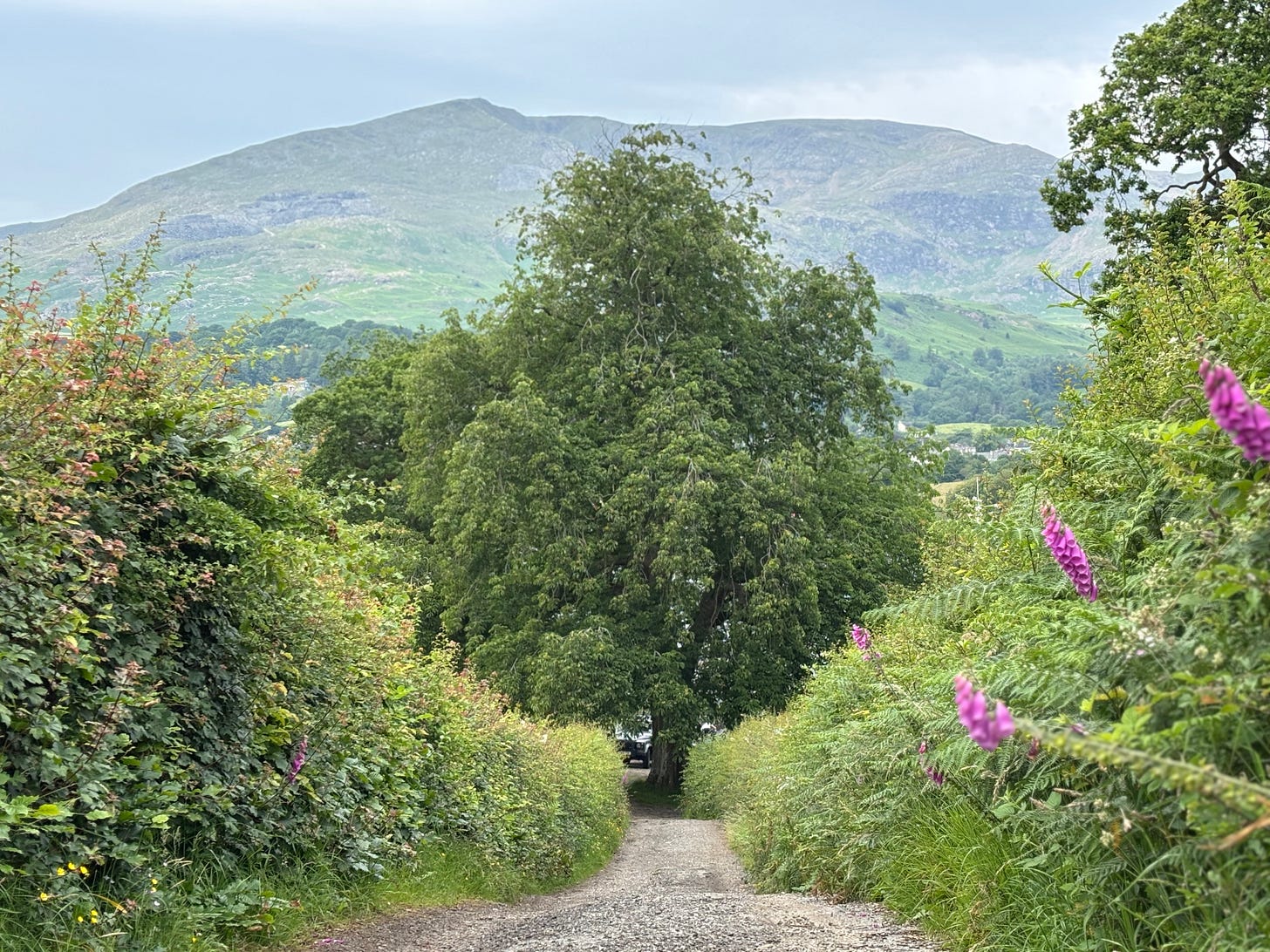 a tree growing straight in a lush garden