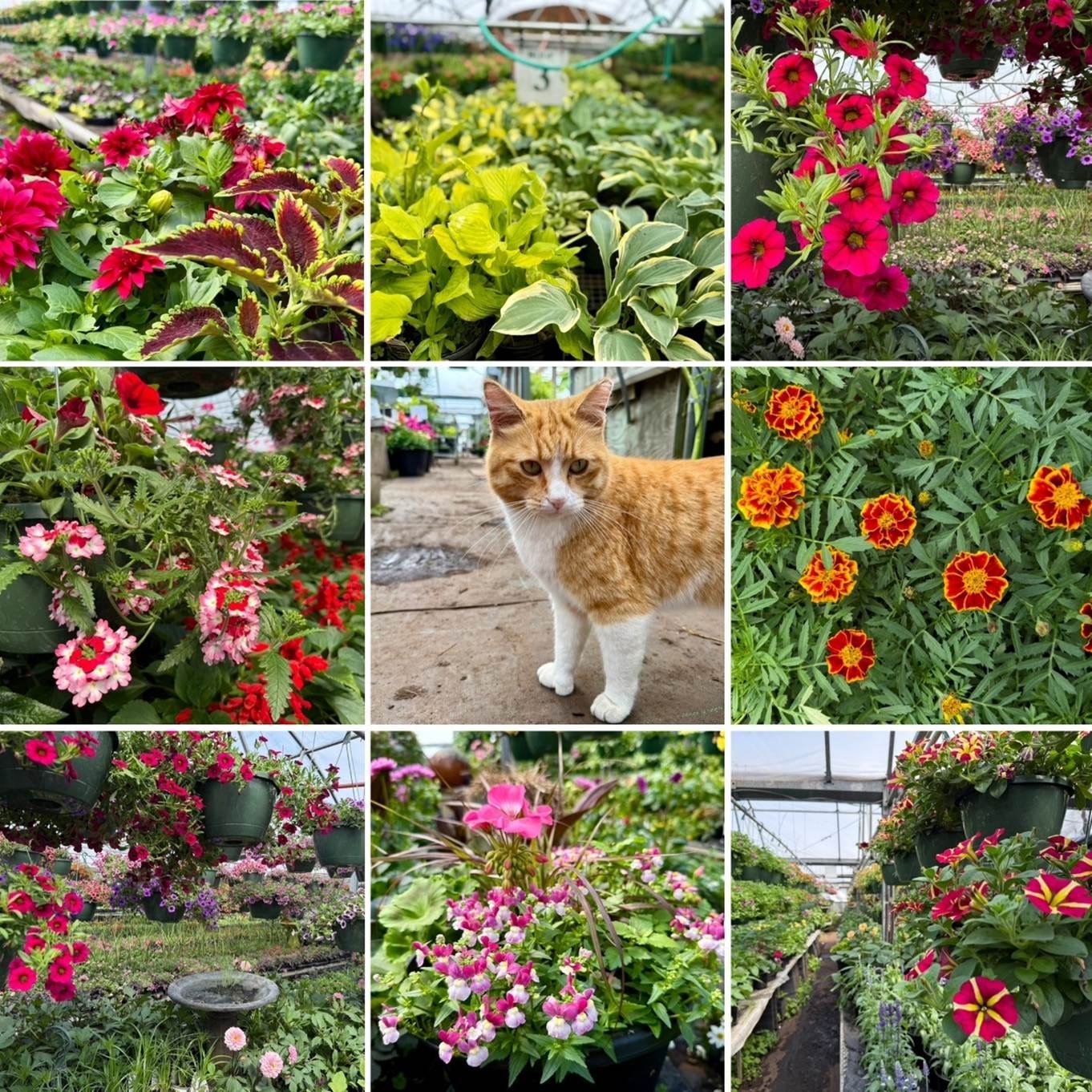 Collage of plants and flowers at Byrns