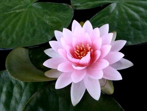 Pinkish Fresh Natural Lotus Flower at Best Price in Howrah | Pramila  Enterprises
