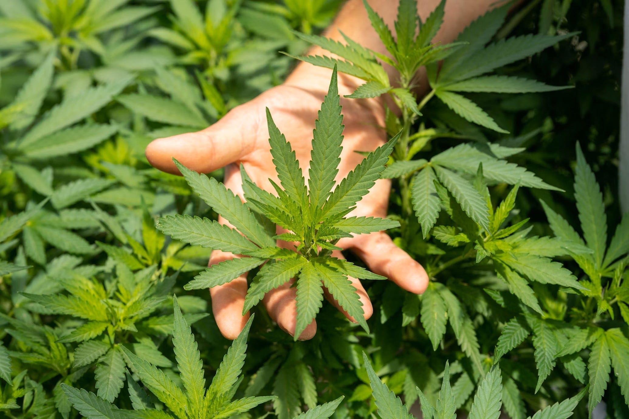 A History of Hemp - by Ted Williams - Ted’s Substack