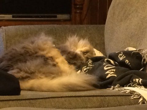 Kali_Too_Comfy_Tell_Your_Pet_Sitter