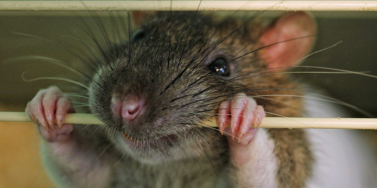 Obama's Russia Hoax&mdash;How Far Will the CORNERED RATS Go to Avoid Justice?