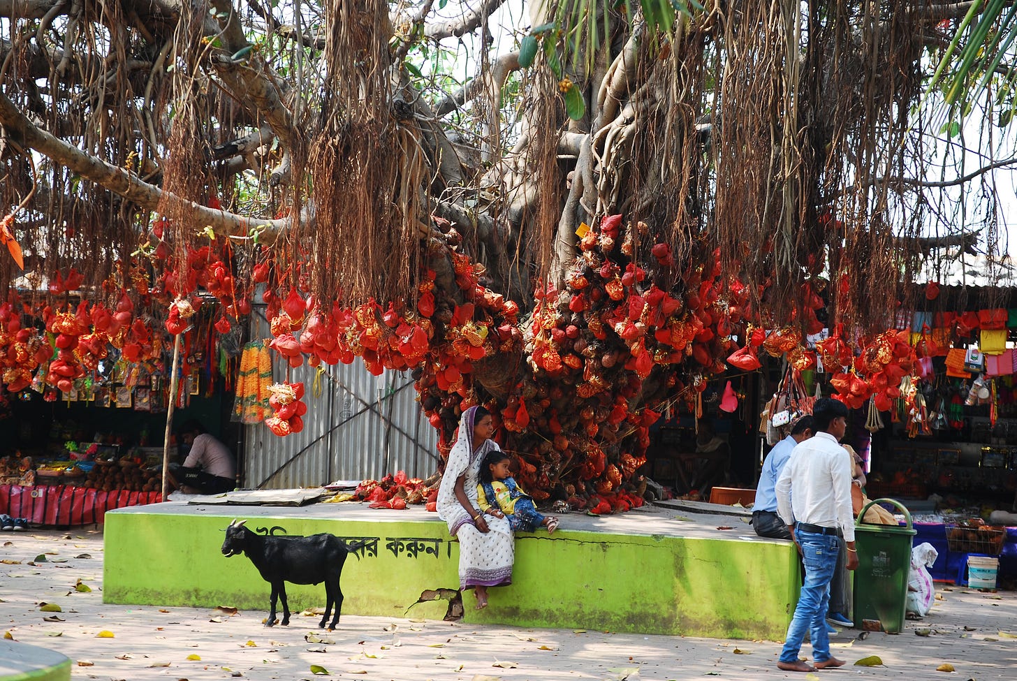 People rest on the platform of an ancient banyan tree. Devotees’ offerings to Lord Shiva for unfulfilled wishes hang from the tree’s aerial roots. People rest on the platform of an ancient banyan tree. Devotees’ offerings to Lord Shiva for unfulfilled wishes hang from the tree’s aerial roots.