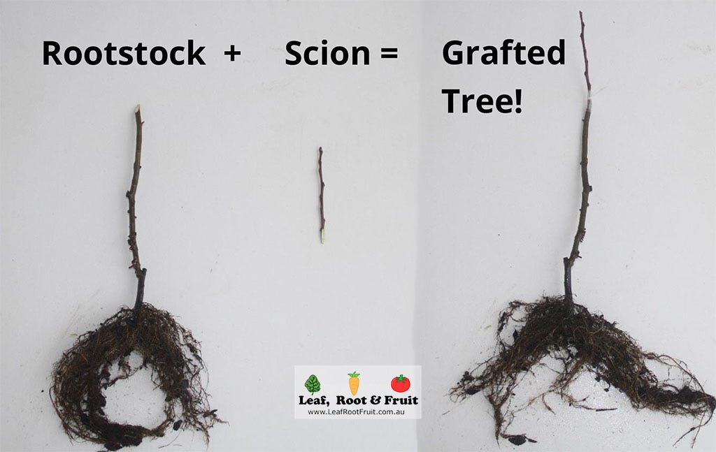 Grafting Fruit Trees Rootstock Guide Grafting Fruit Trees Rootstock Guide