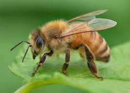 WILD BEES OF TEXAS - Honey & Killer Bees