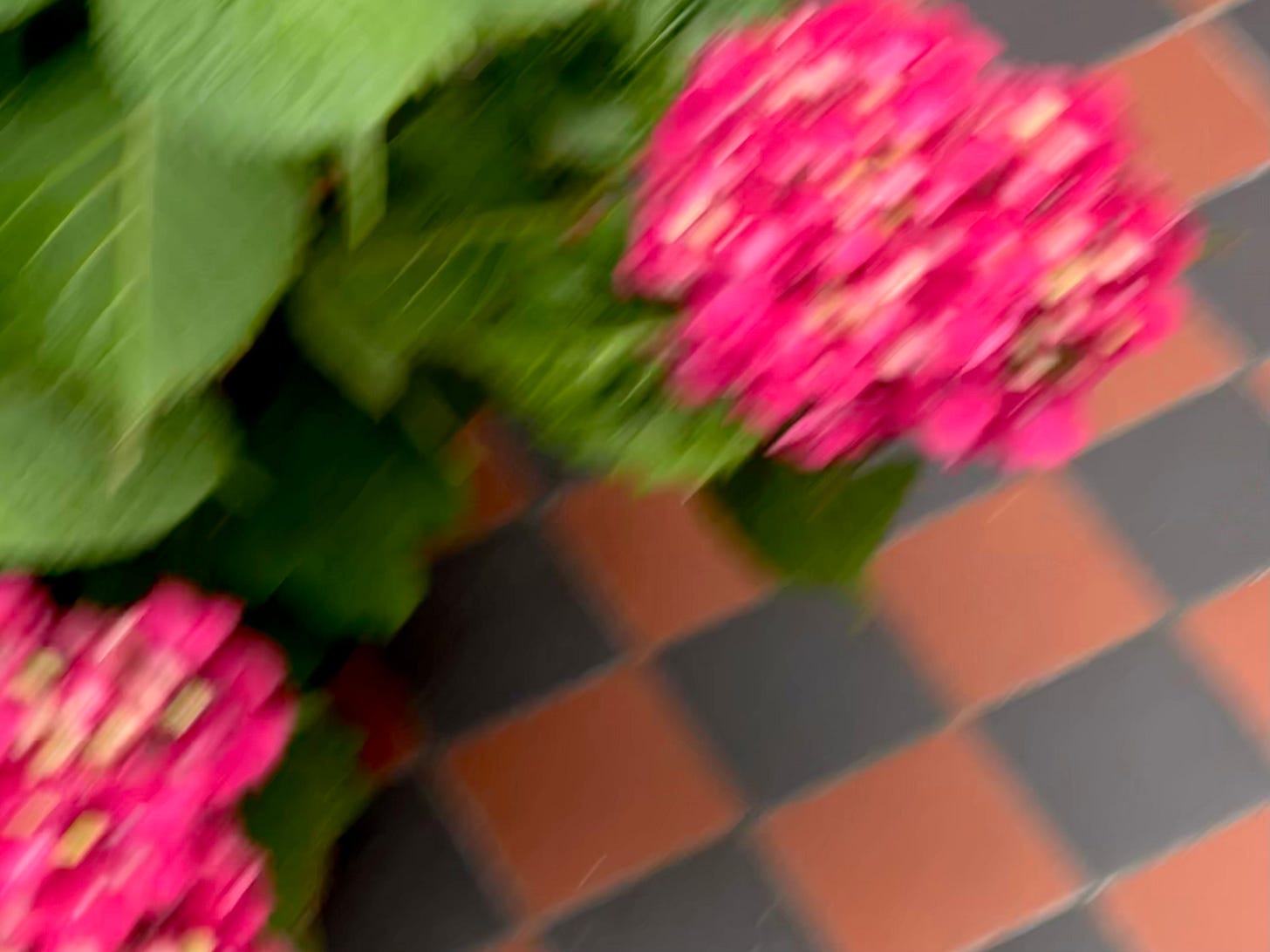 blurry summer hydrangeas, magenta petals and green leaves, against a terracotta and black tiled path blurry summer hydrangeas, magenta petals and green leaves, against a terracotta and black tiled path