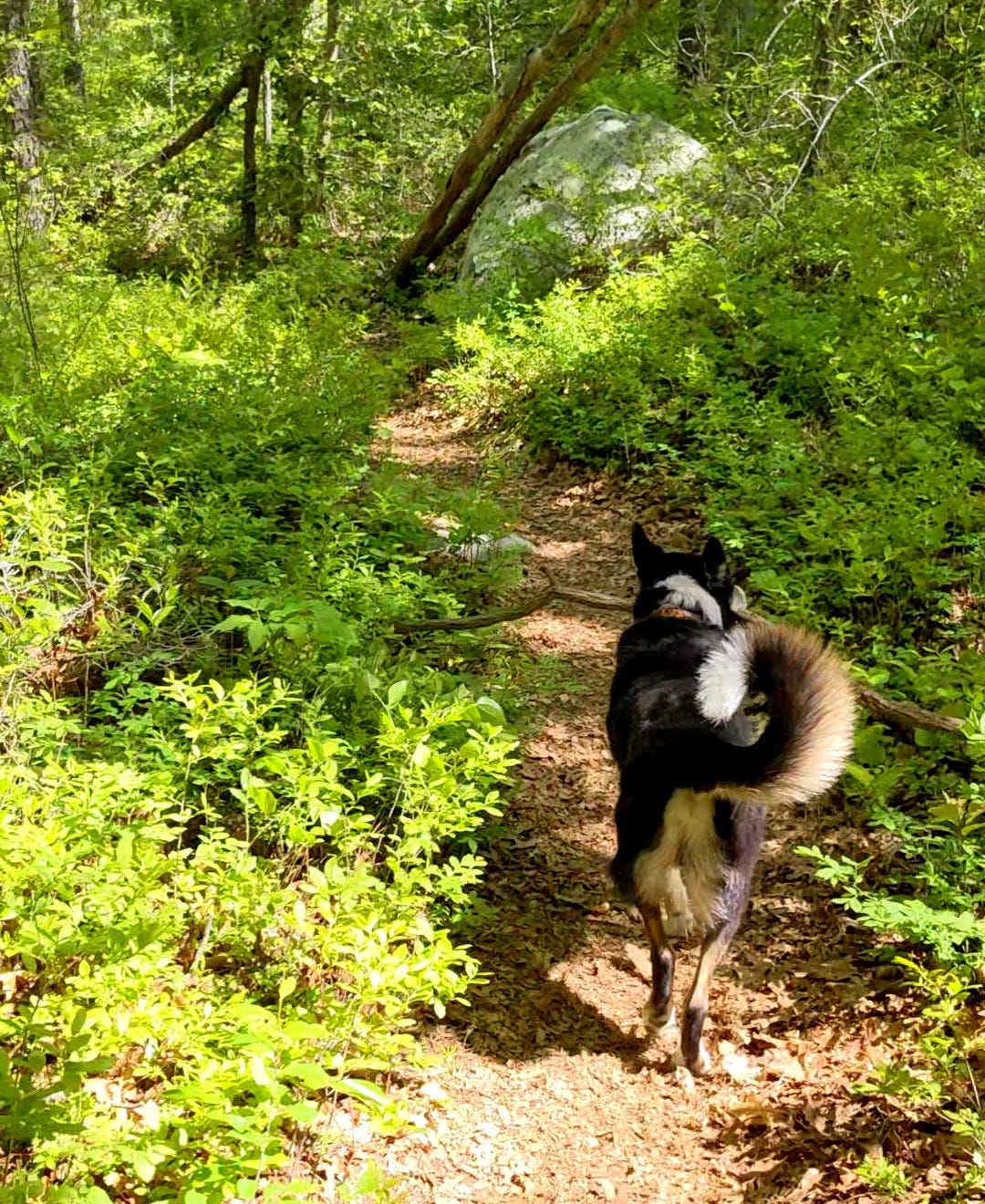 Border Collie trotting ahead down trail through a lush green forest Border Collie trotting ahead down trail through a lush green forest
