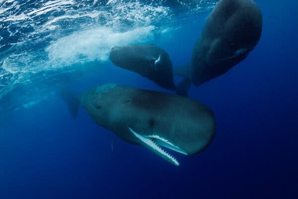Three sperm whales of different sizes underwater. 