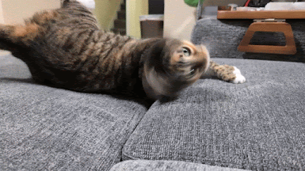 Hannibal the cat rolling over