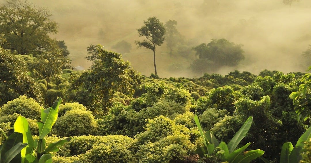green trees under white clouds