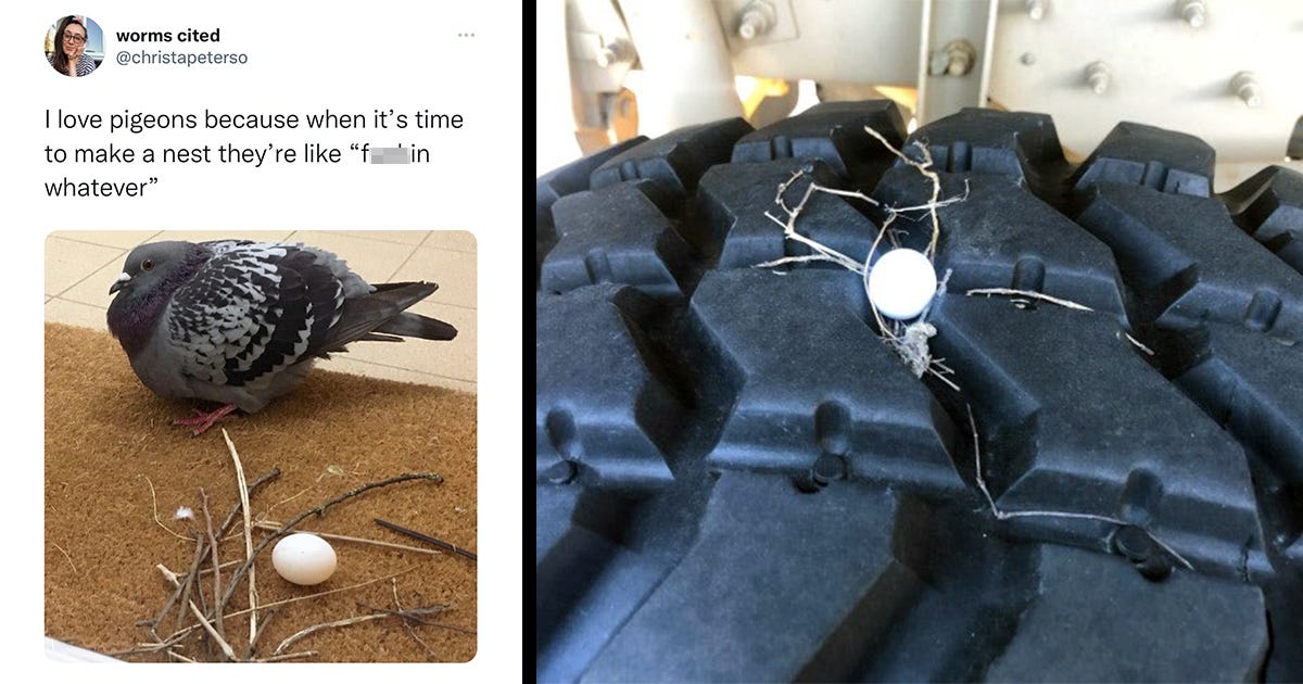 Animal Comedy - bad-pigeon-nests - Animal Comedy - Animal Comedy, funny  animals, animal gifs - Cheezburger