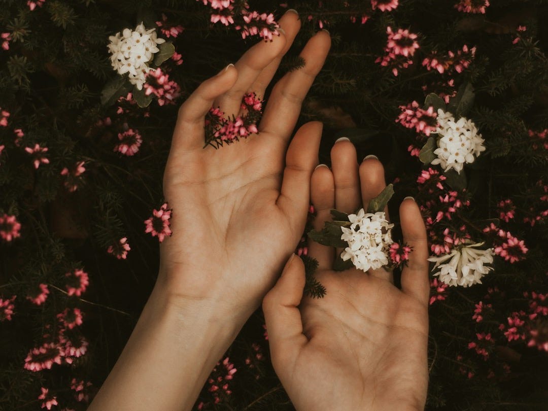 person holding white and pink flowers
