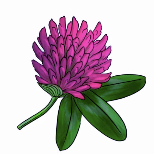 Red Clover