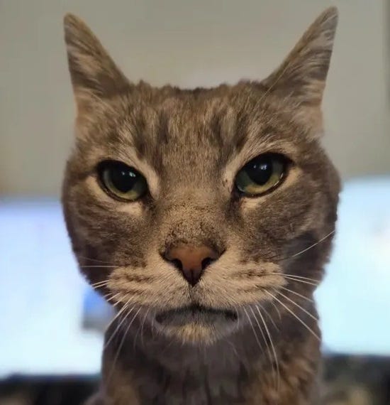 Close up cellphone photo of my grey tabby cat Thornton, sitting on my desk and about to lunge his face against the phone Close up cellphone photo of my grey tabby cat Thornton, sitting on my desk and about to lunge his face against the phone