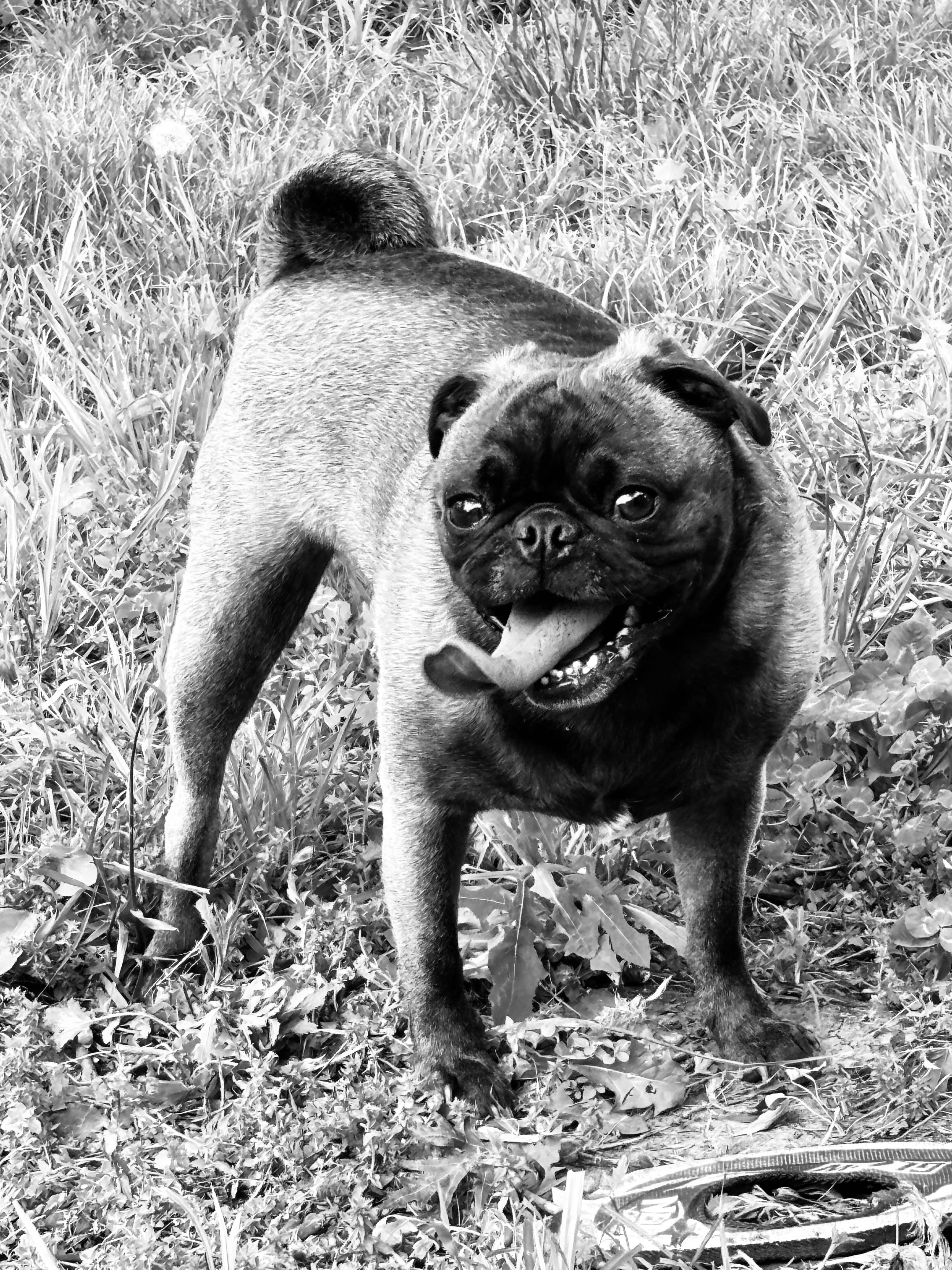 The Dude’s Substack