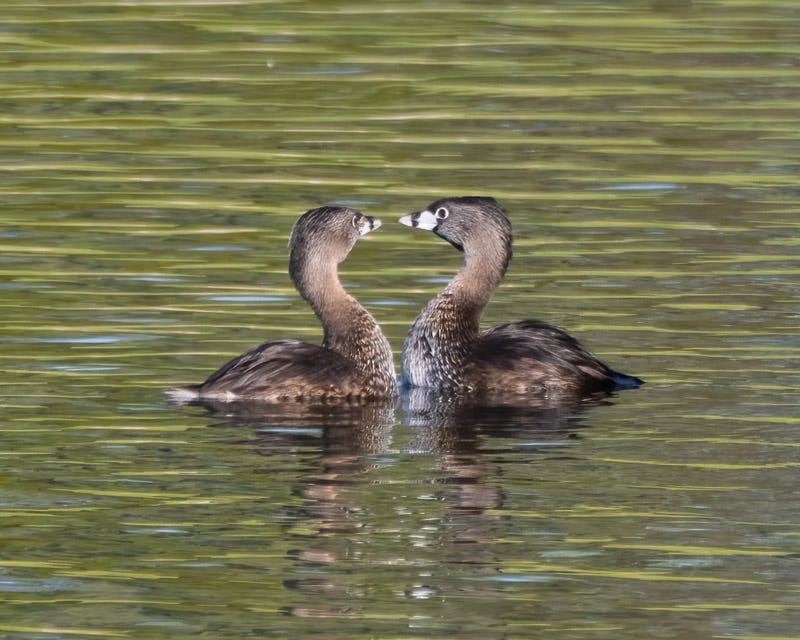 20250922-Sewailo-35-Edit.jpg 20250922-Sewailo-35-Edit.jpg