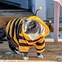 Judith Hopper's avatar
