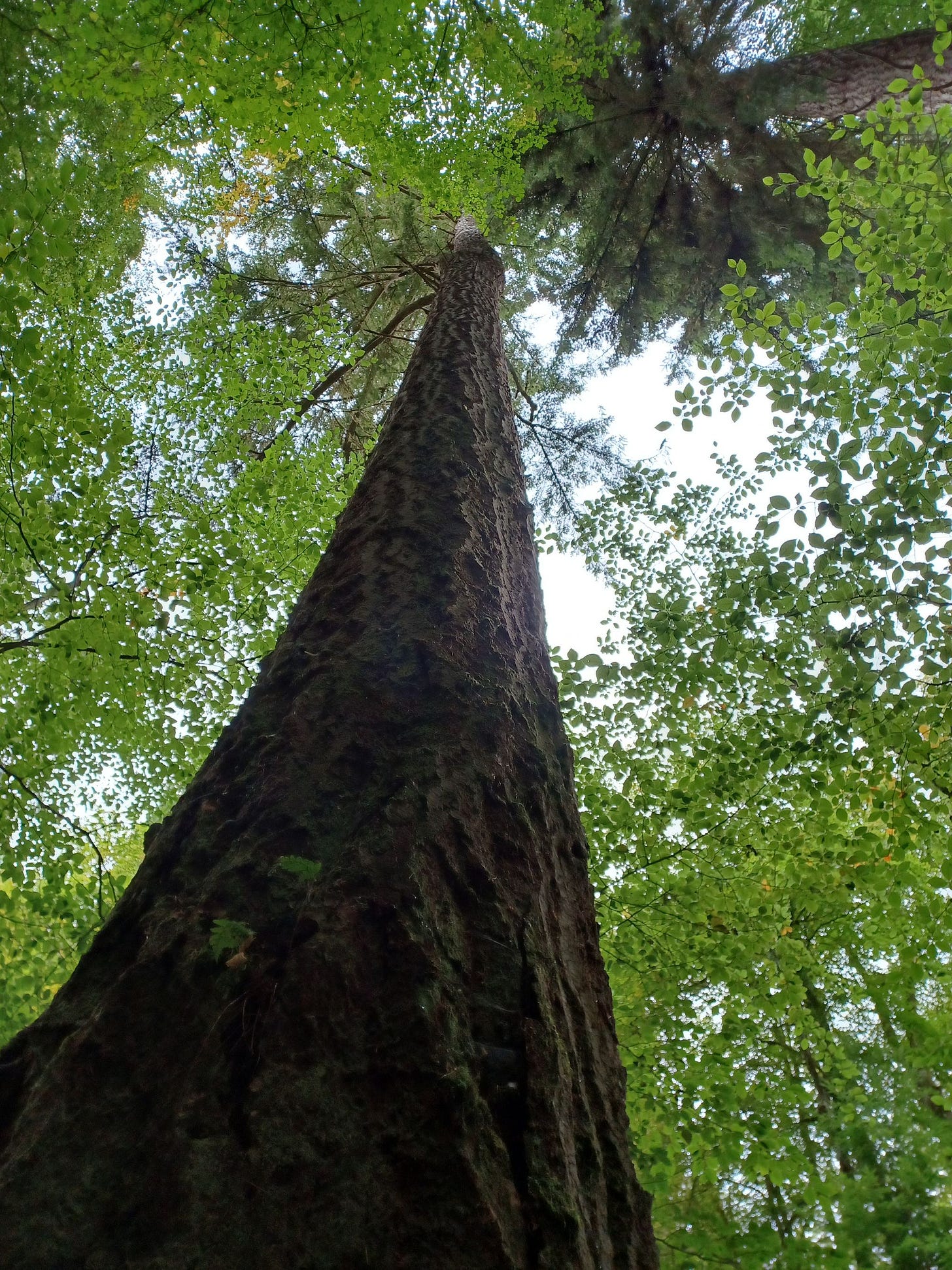 Cairngorms National Park: Scenic Drives