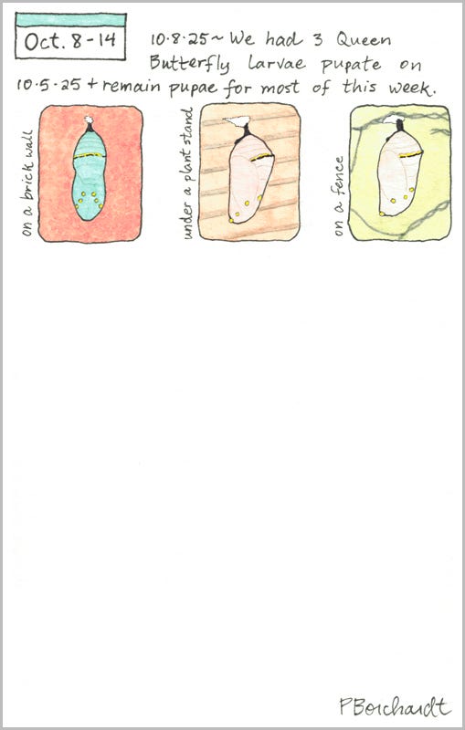 Perpetual Journal, week of Oct. 8-14: 3 Queen Butterfly Pupae (2025)