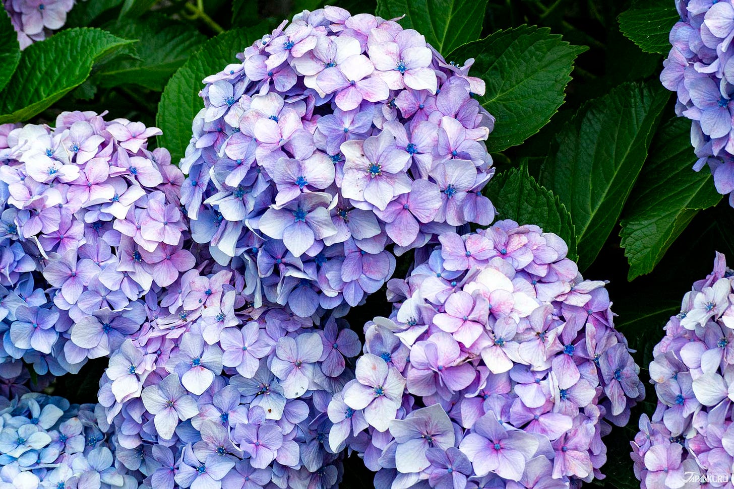 Hydrangea-Road