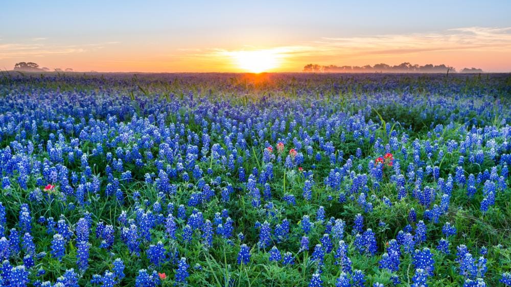 Spring in Austin | Outdoor Activities, Festivals, & Dining