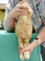 Handling and Restraint