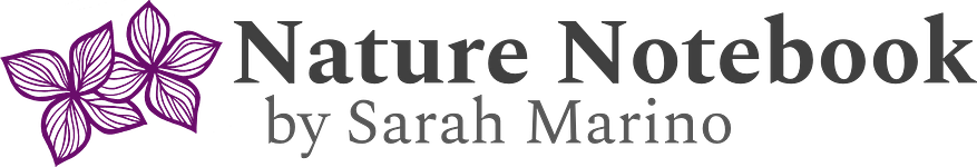 Nature Notebook | Sarah Marino