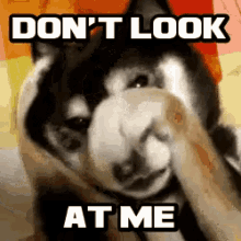 gifje van een hond die zich achter zijn pootje verschuilt. In tekst staat er don't look at me