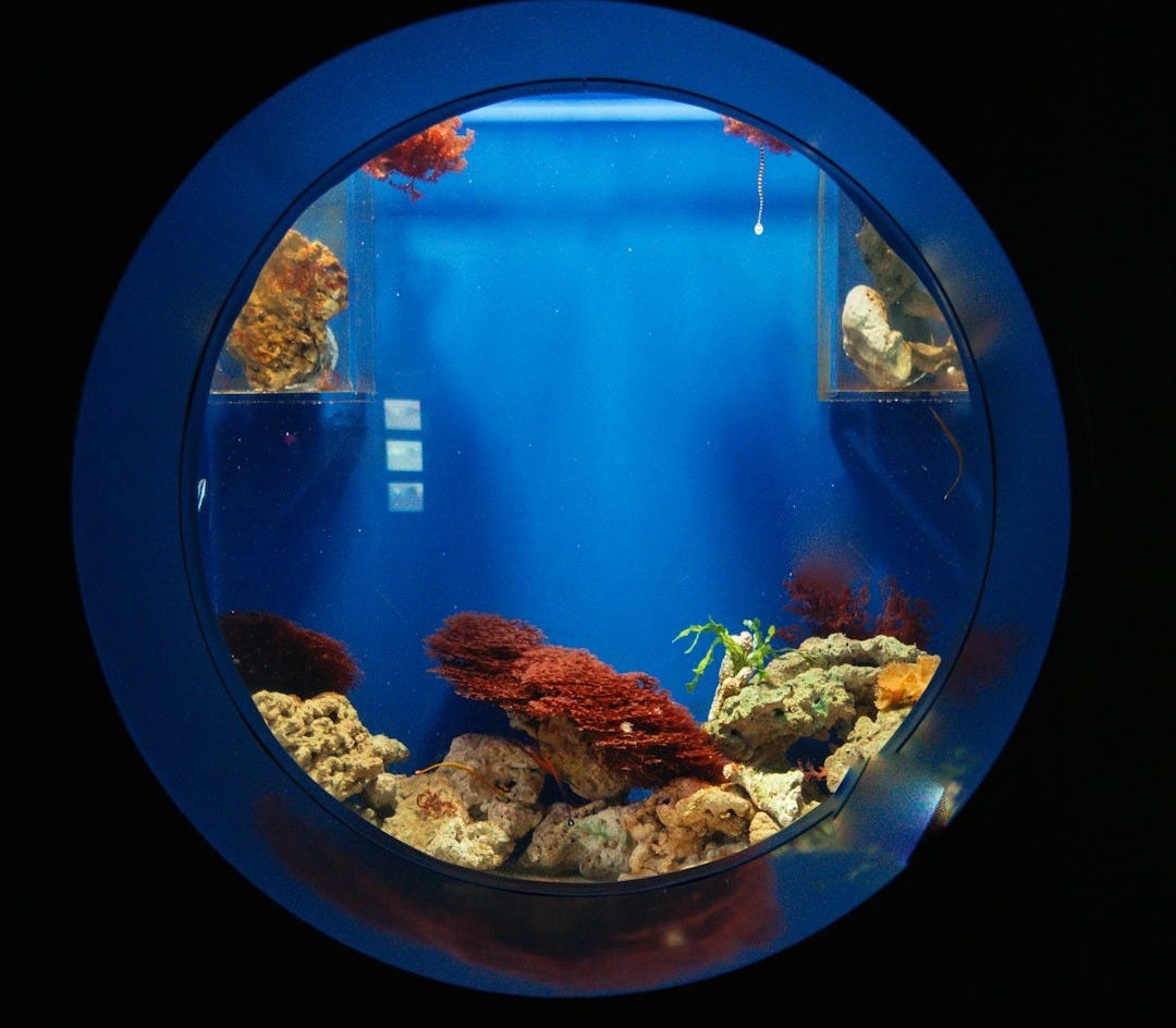 a fish in a blue bowl in a dark room
