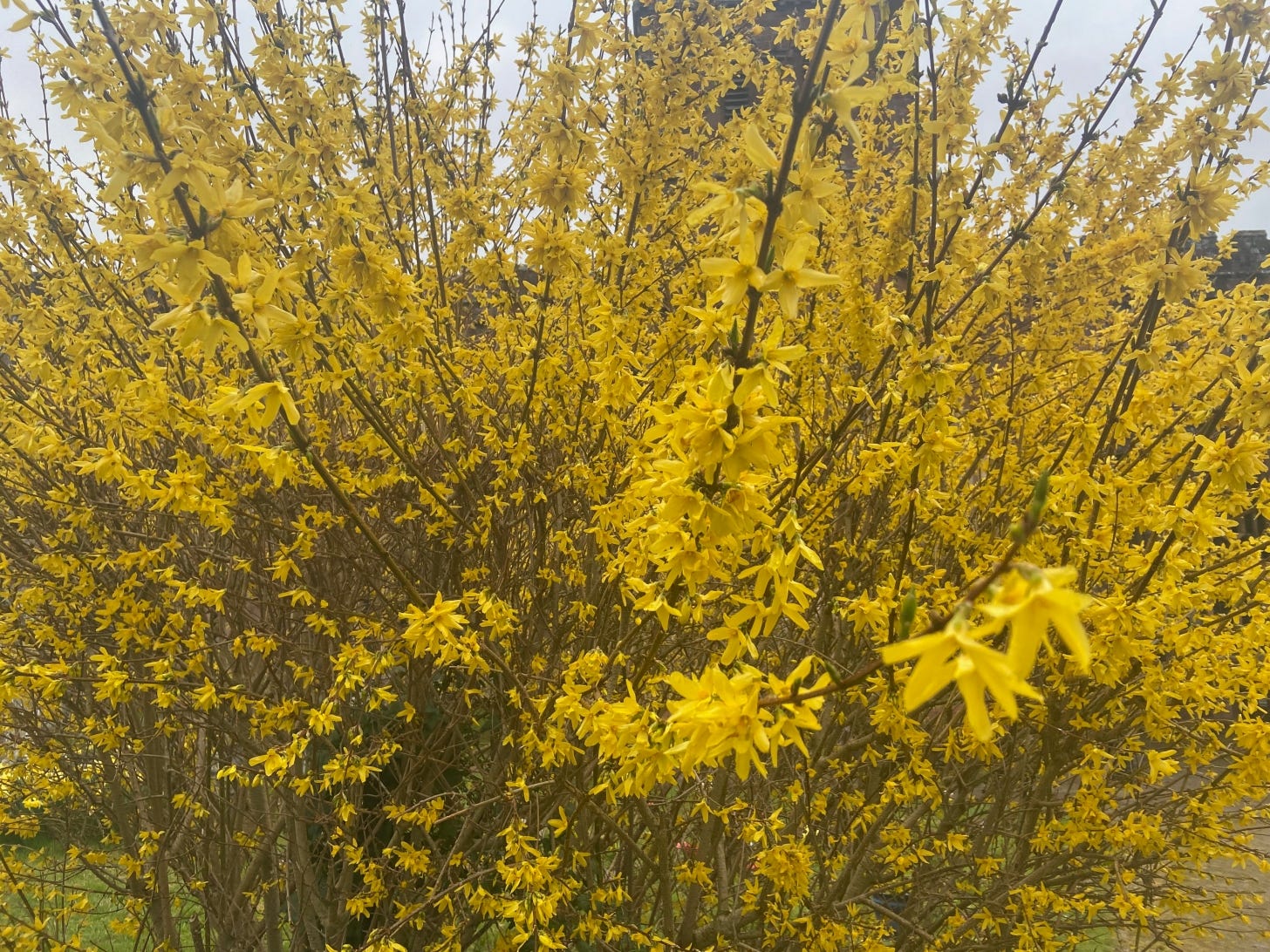 Dozens of stems loaded with yellow flowers