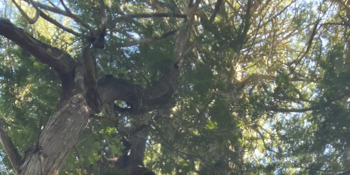 Carbon in Old Growth Canopies & the Importance of Keeping these Ecosystems Healthy