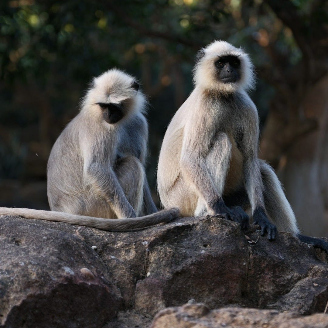 Two monkeys sitting on top of a large rock Two monkeys sitting on top of a large rock