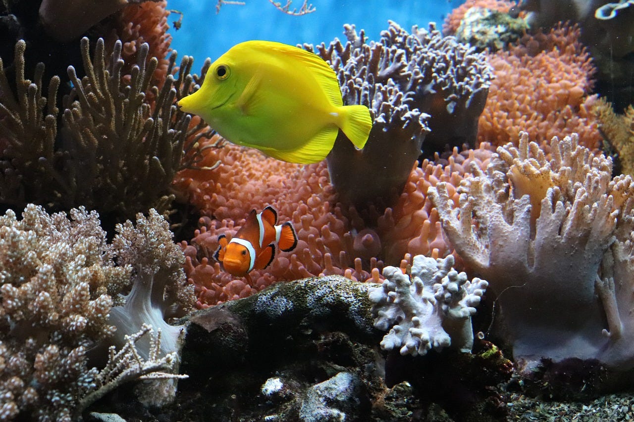 A yellow fish and a smaller clownfish among coral A yellow fish and a smaller clownfish among coral