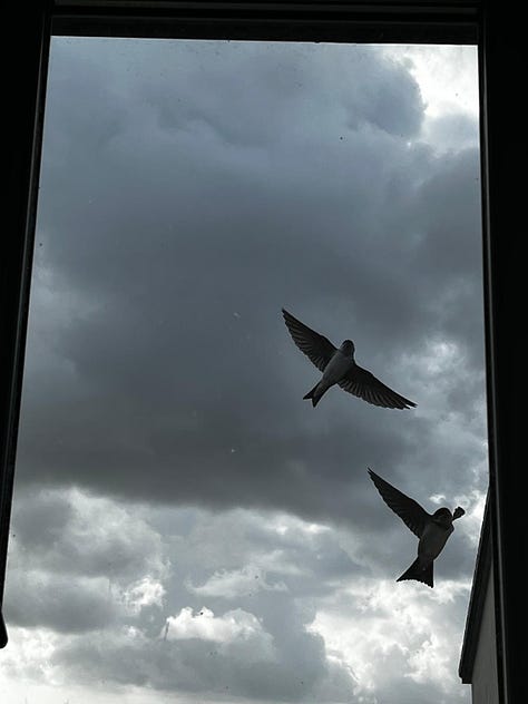 Swallows doing acrobatics viewed from a window.