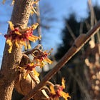 The 7-year gardening itch