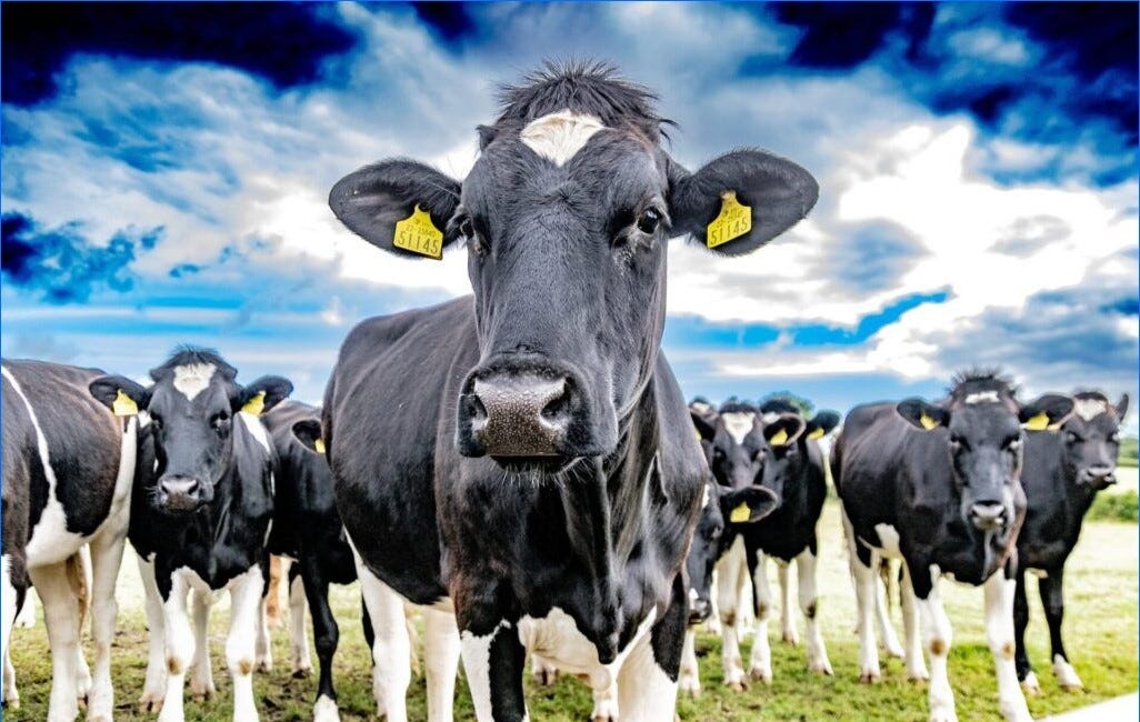 What if there was no more milk?