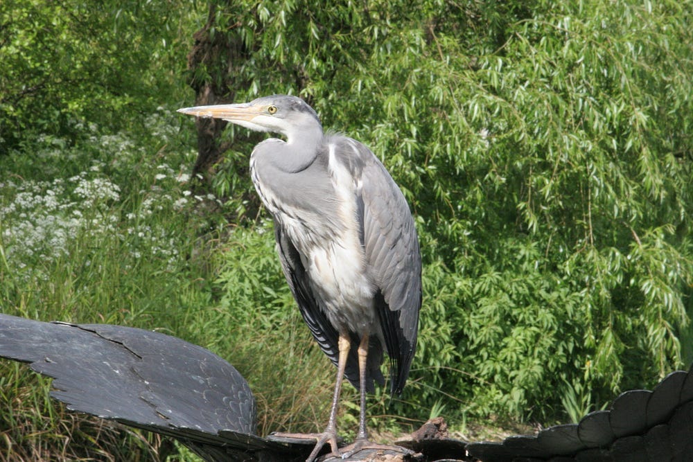 Grey heron