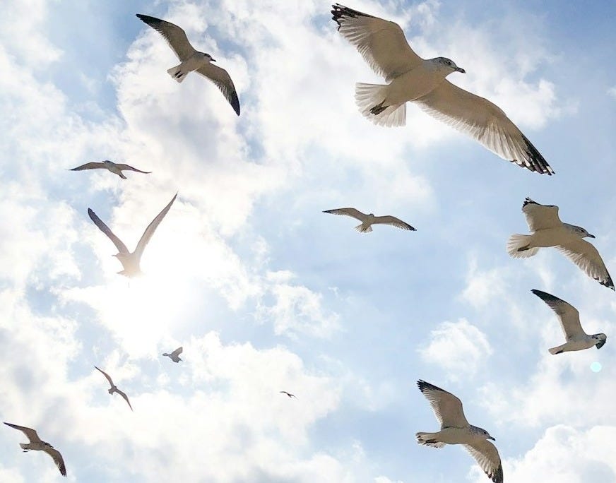 low angle photography of flock of birds flying under blue sky during daytime