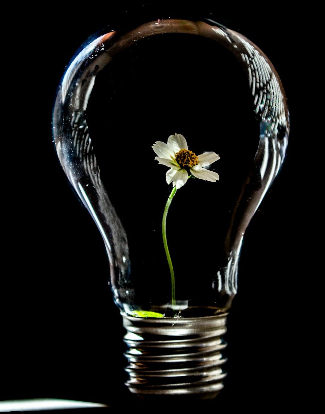 white flower in clear glass vase