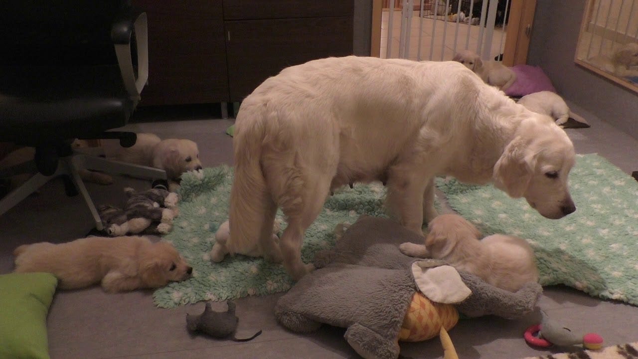 How an experienced dog mother teaches her 8-week-old puppies to be calm - www.sentfromheaven.at | Sent from Heaven