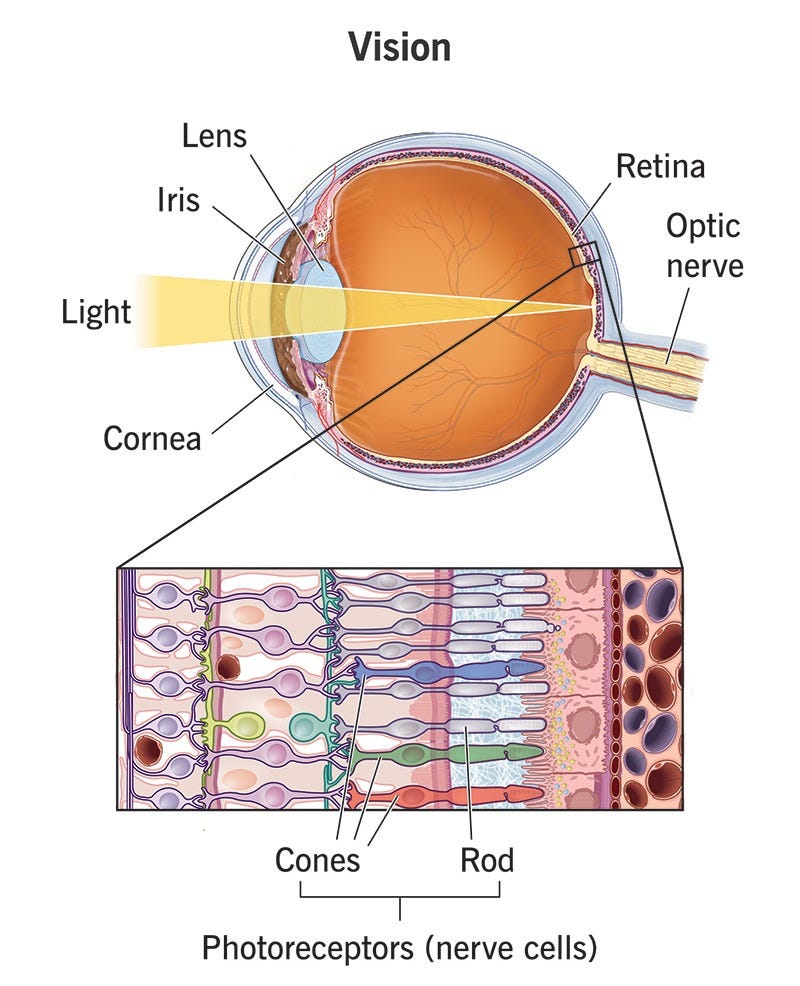 Vision: How It Works and Visual Acuity