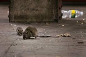 Subway Study Shows Which Boroughs Have The Most Rats, Filth, Darkness -  Gothamist