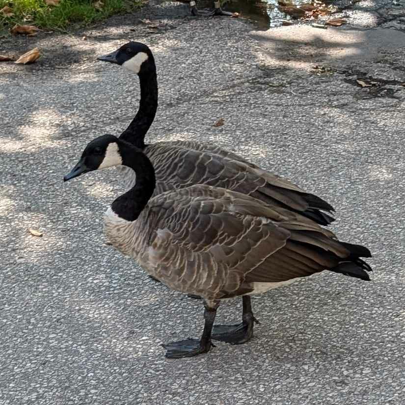 Plankton’s Substack